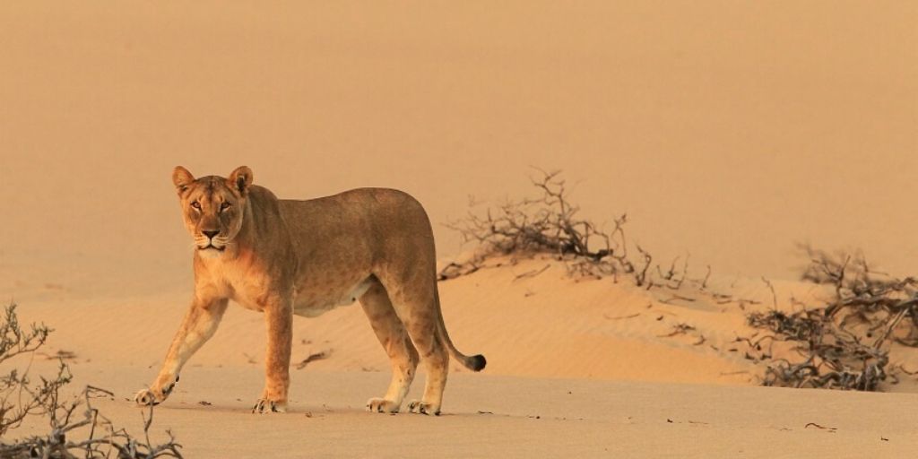desert lion walking in sand