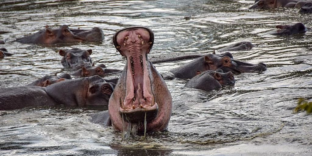 hippo full open mouth
