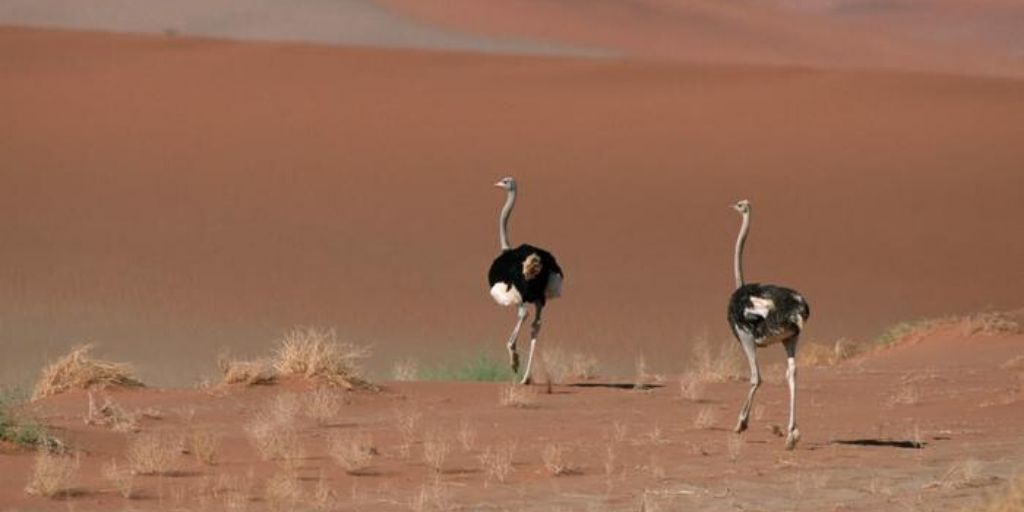 2 ostriches walking in desert