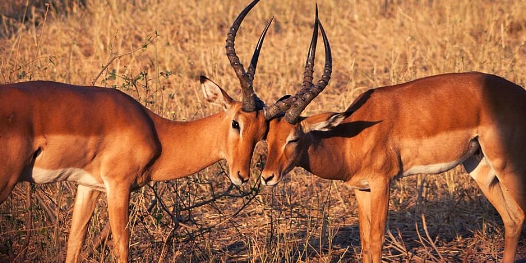 two male impala rutting