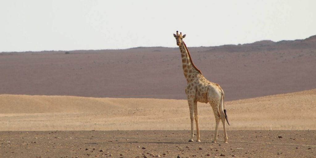 angolan, desert giraffe, standing in dunes