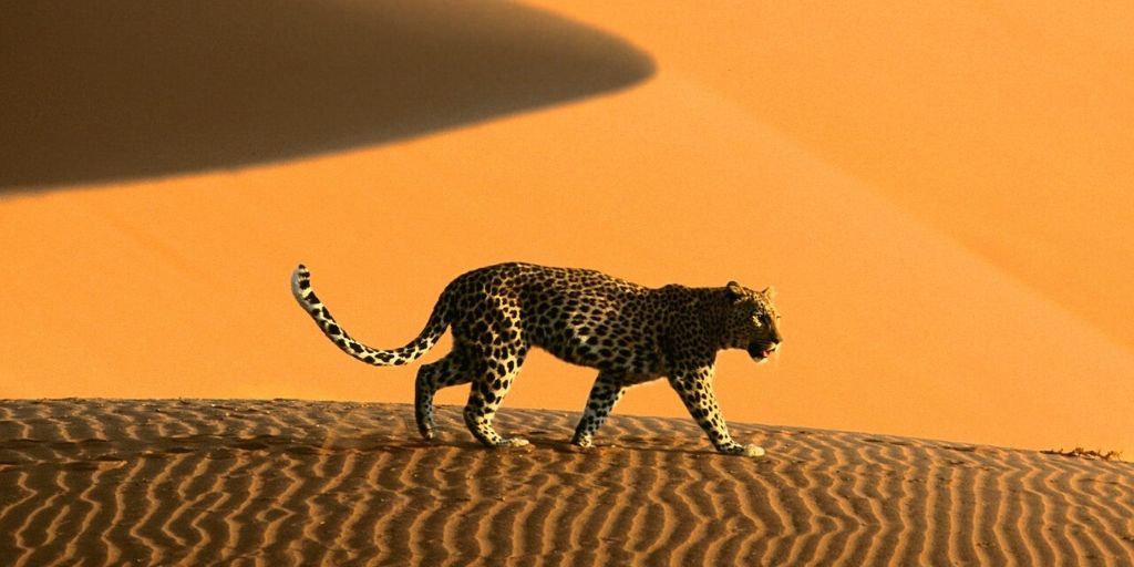 desert leopard stalking in dunes