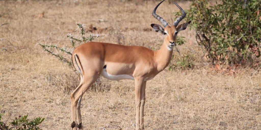 male impala standing sideways