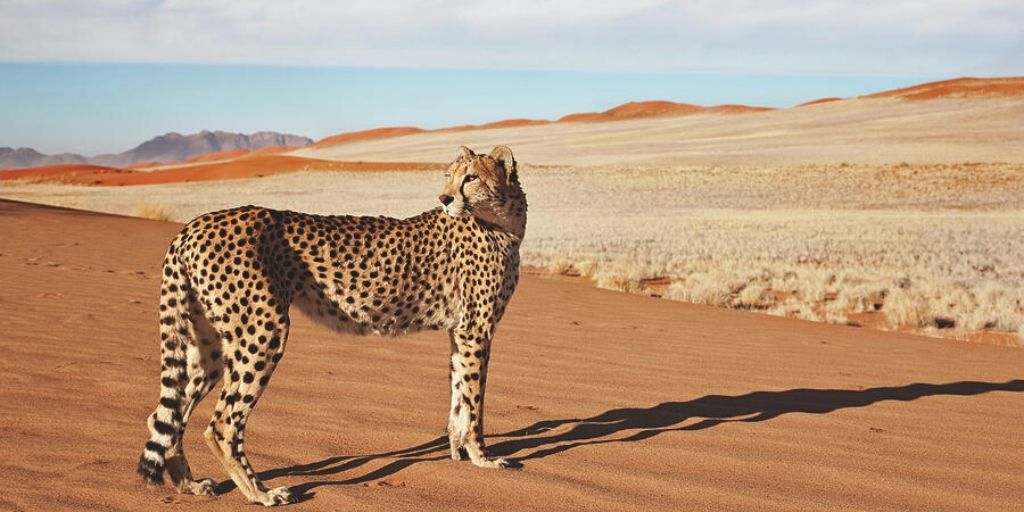 desert cheetah standing in namib desert