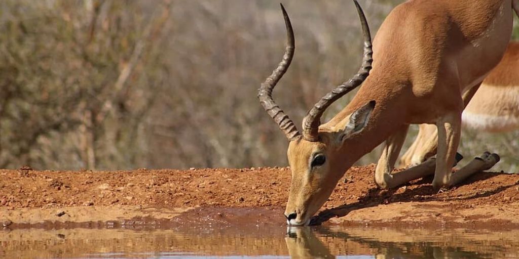 Impala: A Wildlife Guide To The African Impala ✔️