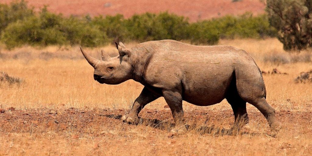 black rhino walking in desert