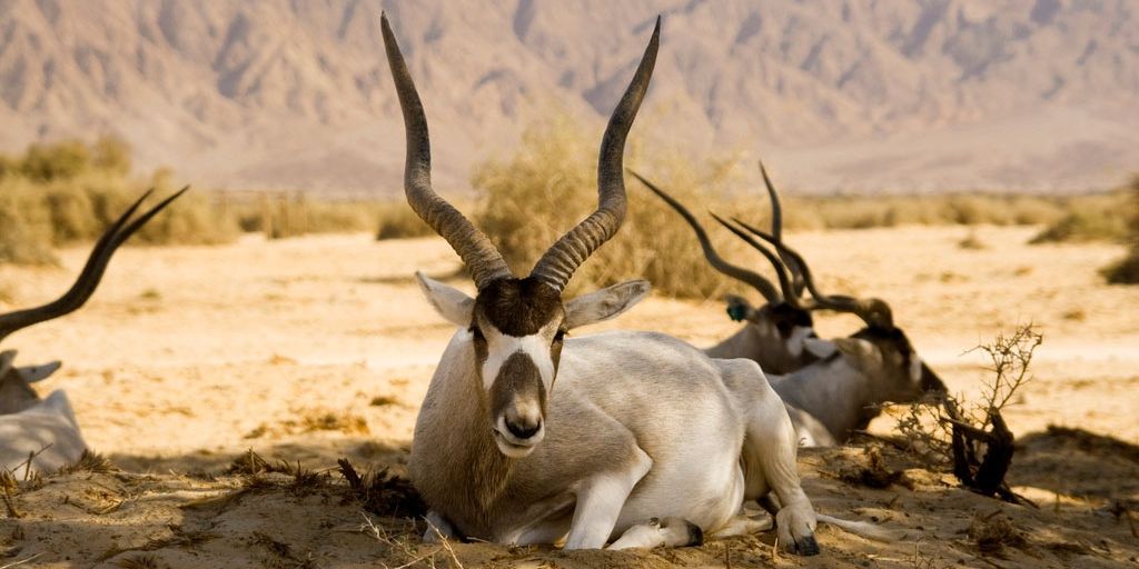 omada desert & wildlife tours