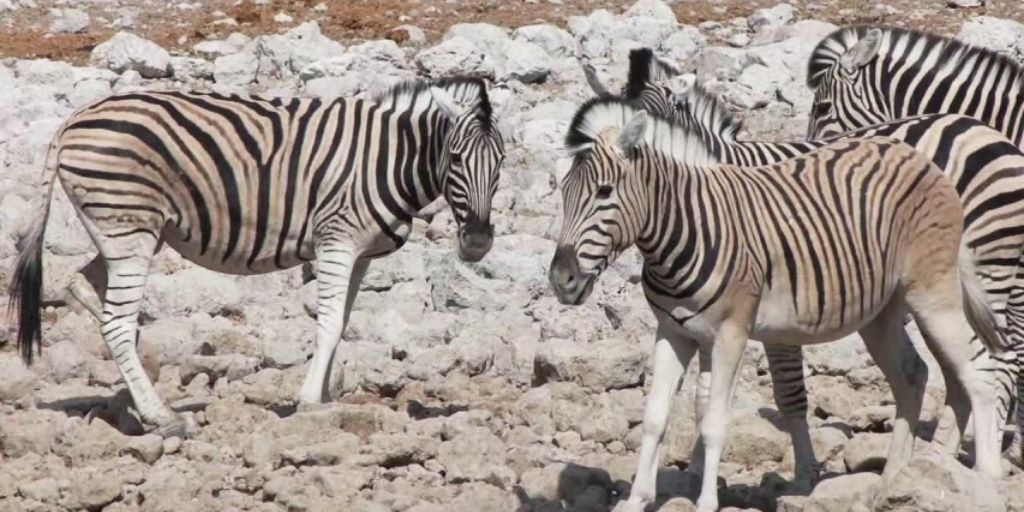 hartmann's zebra in white rocky desert