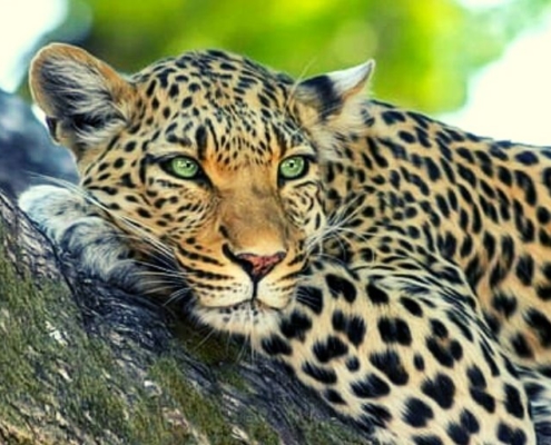 Leopard lying in tree at Kruger