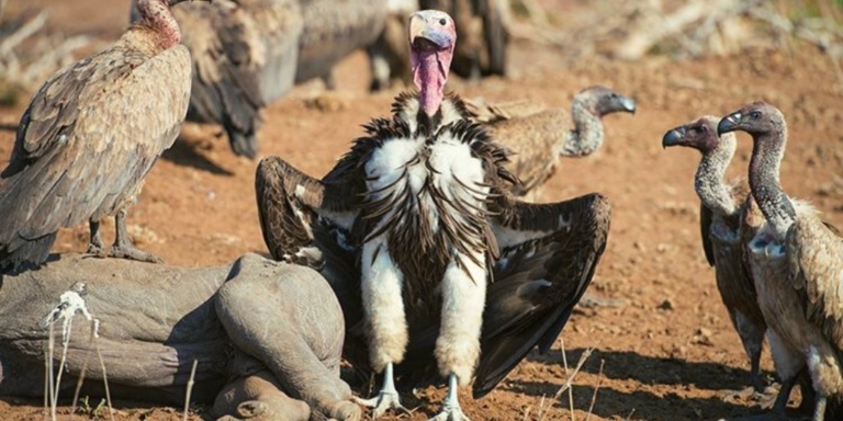 largest predatory bird