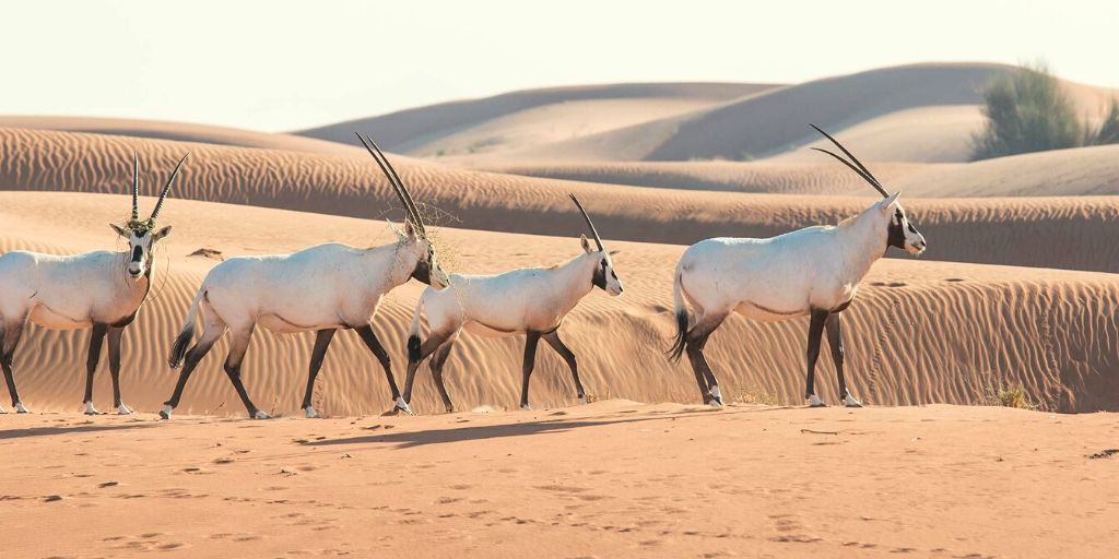 4 oryx walking on sand