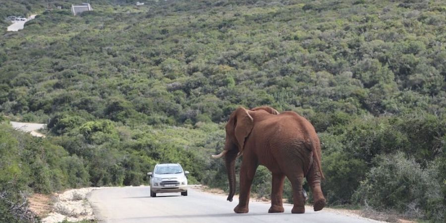 elephant on road at addo elephant park