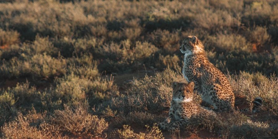 two cheetah cubs at Samara