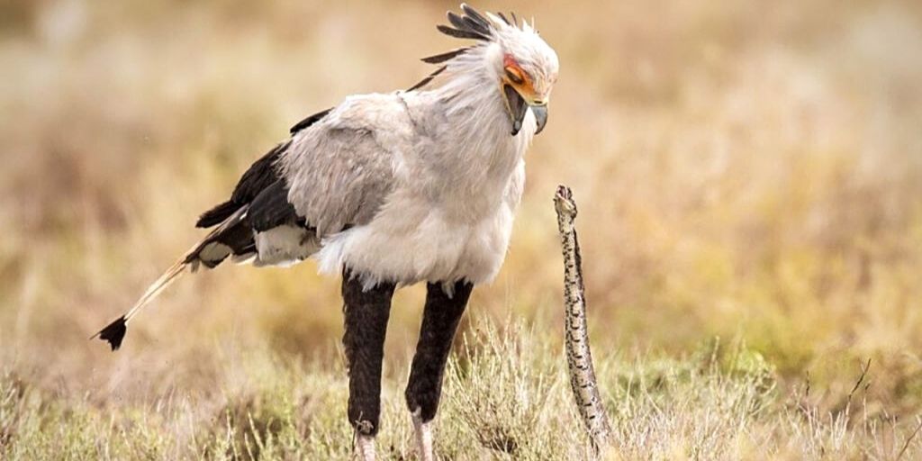 Birds Of Africa: 25 Stunning Birds To Spot On Safari ✔️