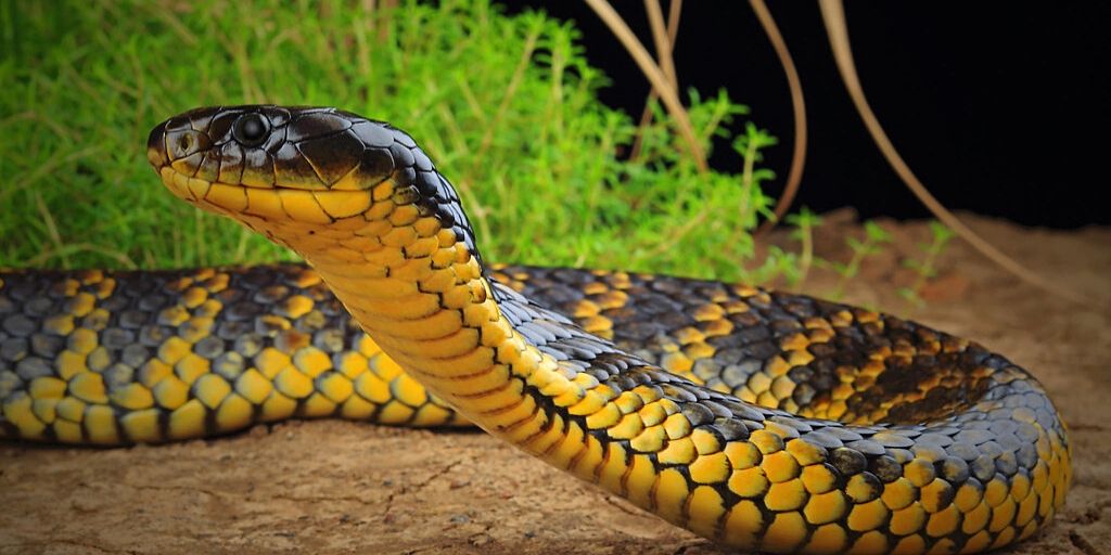 Top 10 Most Venomous Snakes In The World Captain Hunter - Bank2home.com