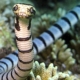 Faint-banded sea snake