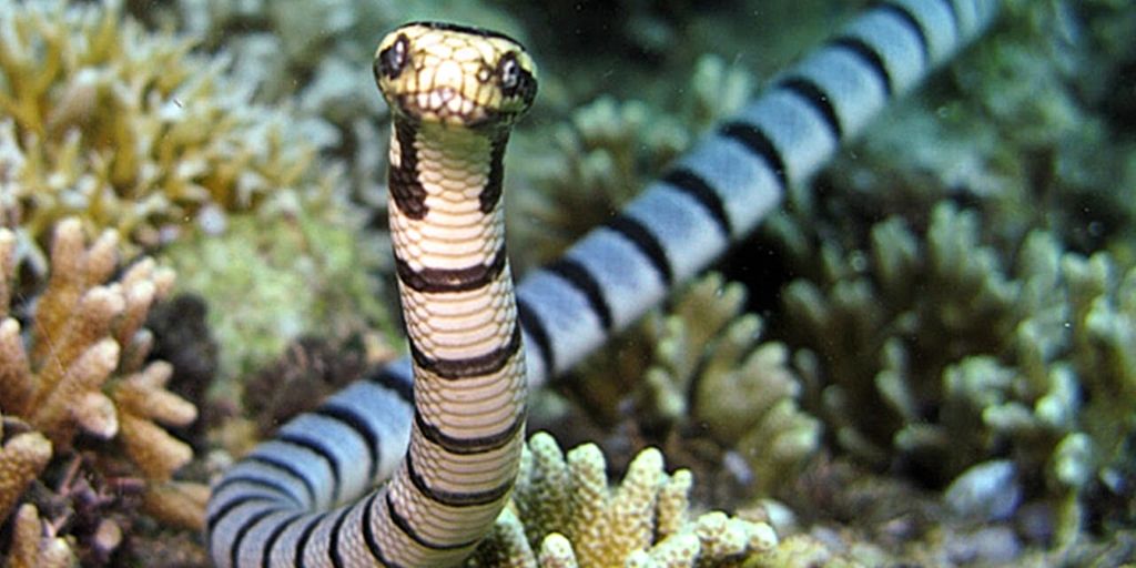 Most Venomous Snakes In The World: 11 Deadliest Snakes⚠️