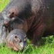 hippo and baby in grass