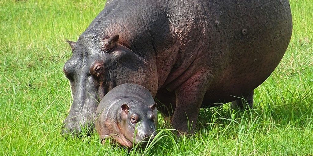 Hippo Milk: Is It Really Pink? 7 Fun Hippo Milk Facts✔️