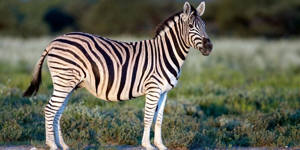 zebra with no stripes