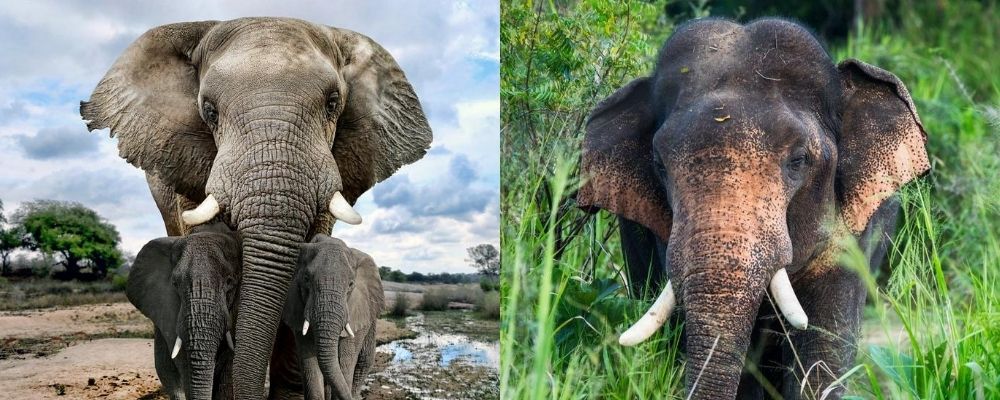 African Vs Asian Elephants: The 10 Physical Differences ️