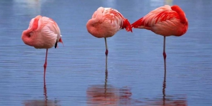 flamingo legs