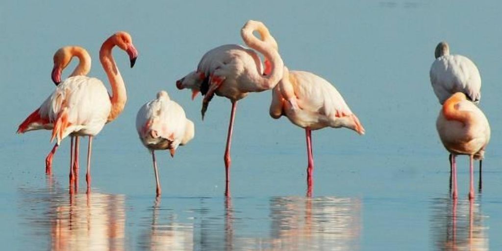 why flamingos stand on one leg