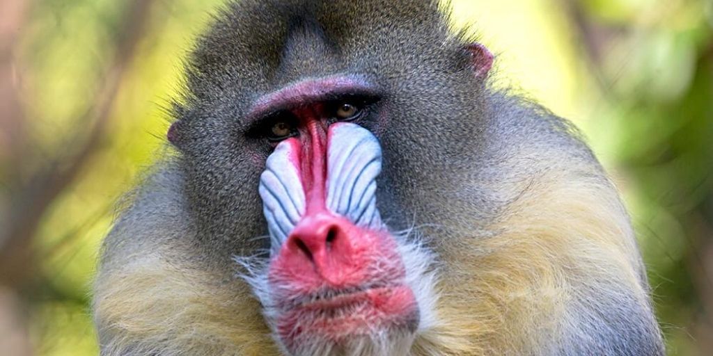 Male mandrill monkey