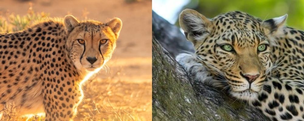 Cheetah Vs Leopard: 7 Key Differences Between These Big Cats