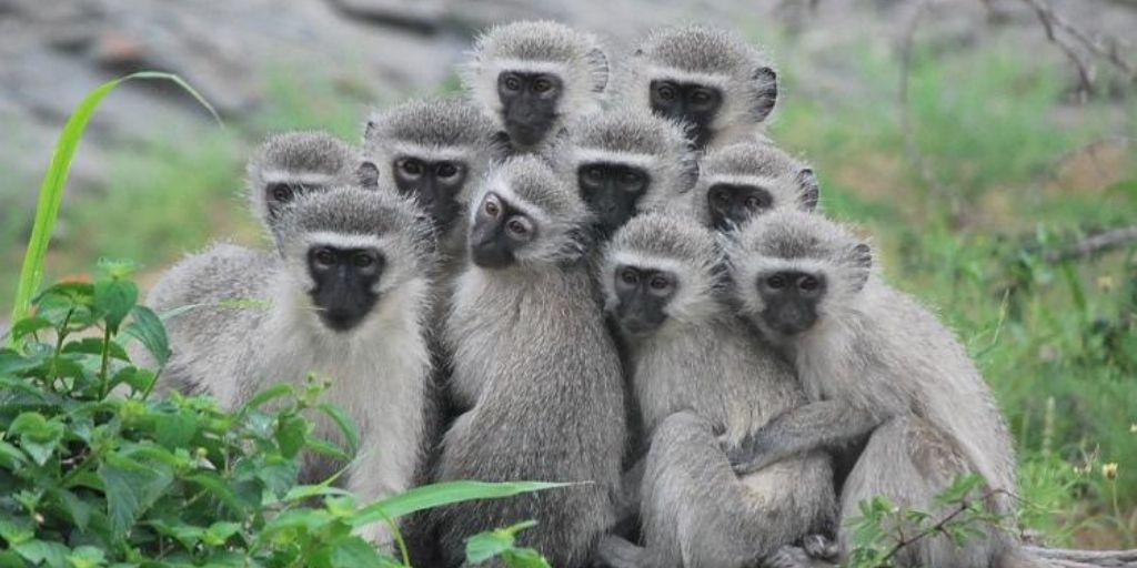 Family of vervet monkeys