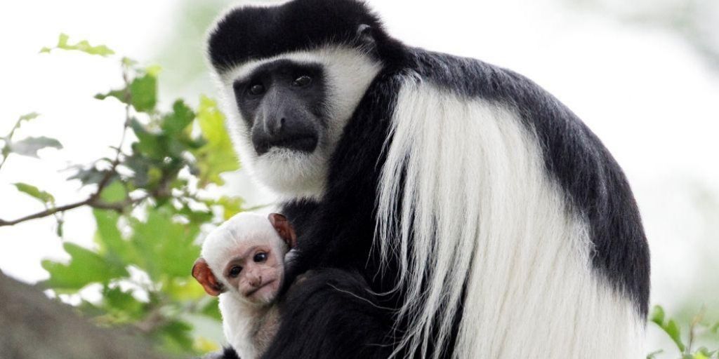 black and white colobus monkey with baby