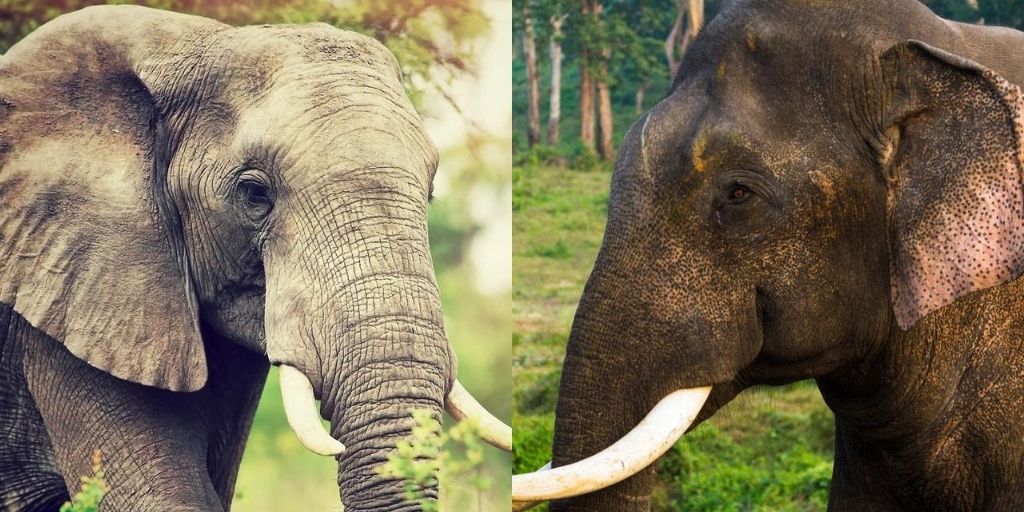 African Vs Asian Elephants The 10 Physical Differences ️