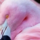 why are flamingos pink?