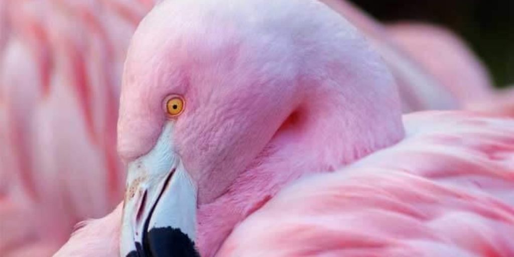 why are flamingos pink?
