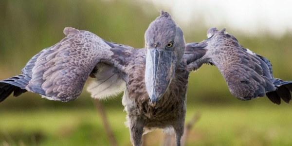 shoebill stork diet