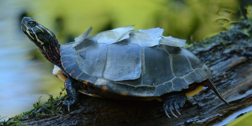 Turtle Vs Tortoise: 8 Key Differences Between These Reptiles