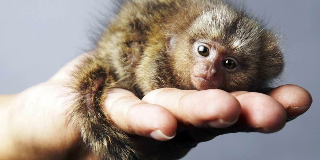 Smallest Animals In The World: 15 Tiniest Species Ranked✔️