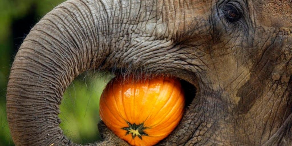 What Do Elephants Eat  