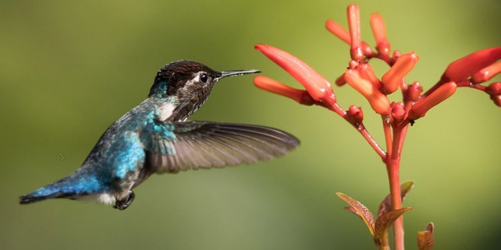Bee hummingbird