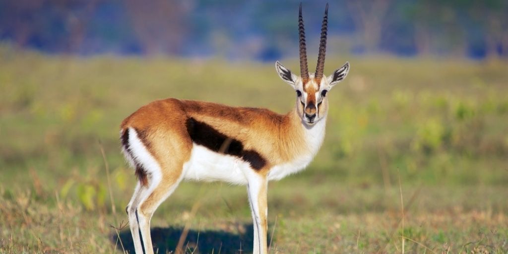 Gazelles: A Wildlife Guide To The Gazelle✔️