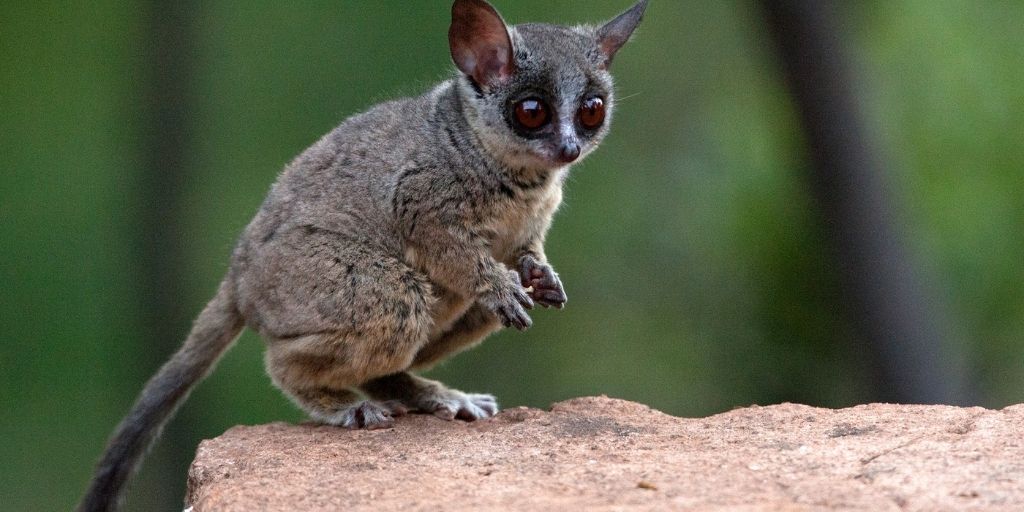 Lesser Bushbaby: A Wildlife Guide To The Lesser Bushbaby✔️