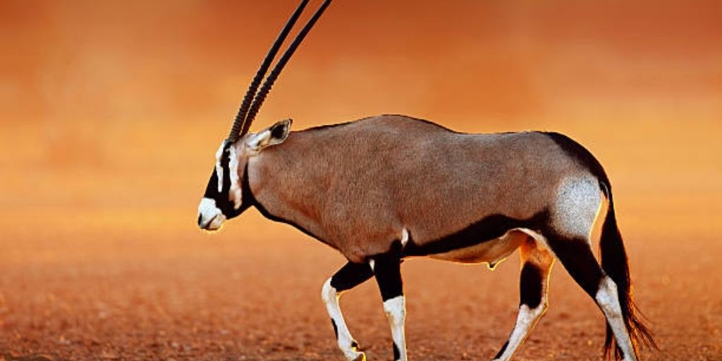 oryx in desert