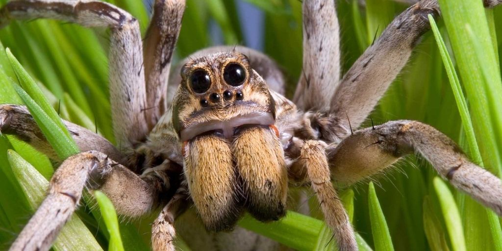 The World's Most Venomous Spiders: 15 Deadliest Species⚠️