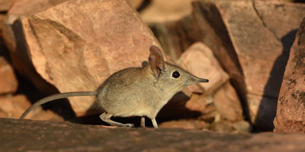 Мышка с длинным носом фото и название