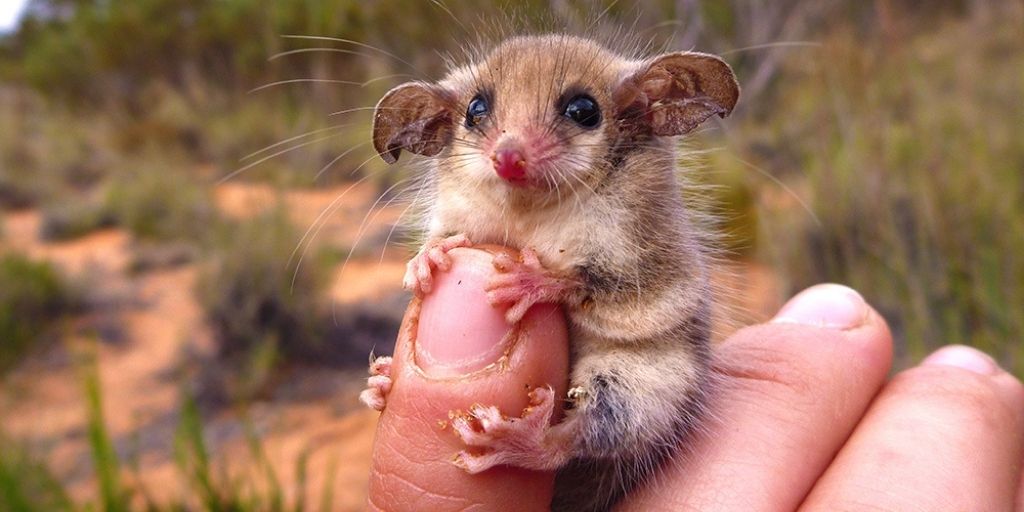 Smallest Mammals In The World: 15 Tiniest Mammals Ranked✔️
