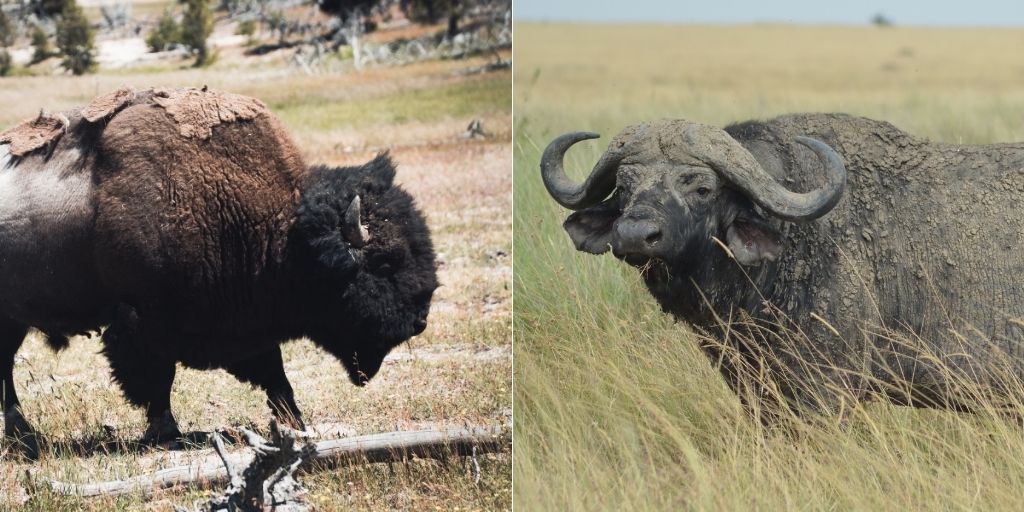 Bison Vs Buffalo: 6 Key Differences Between These Mammals