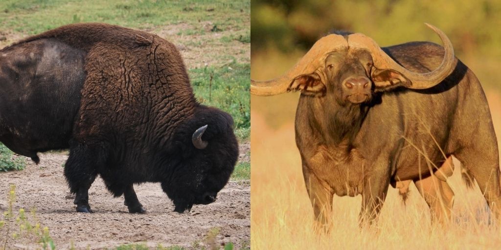 Bison Vs Buffalo: 6 Key Differences Between These Mammals