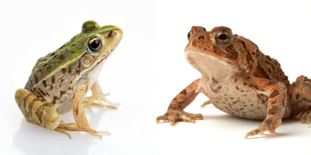 Toad Vs Frog: How To Tell The Amphibians Apart ️