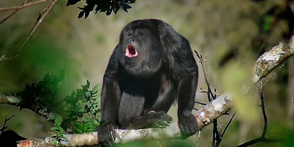 Black howler monkey