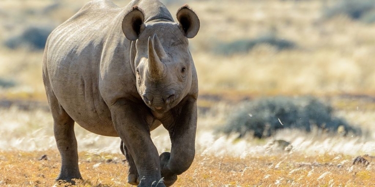 ancestor of a west african black rhinoceros